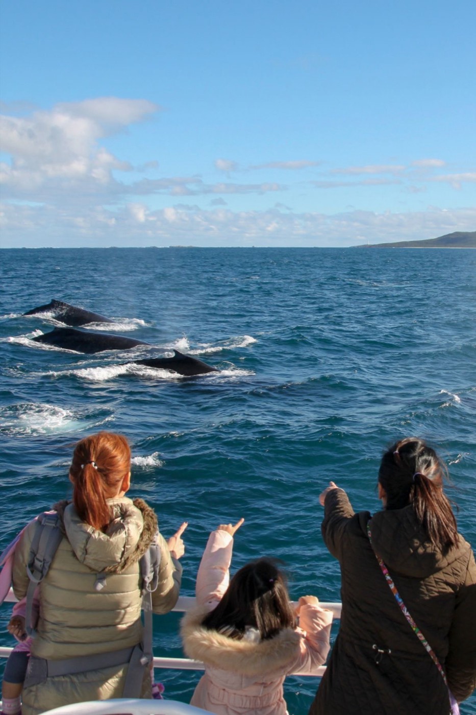 Whale watching in New Zealand