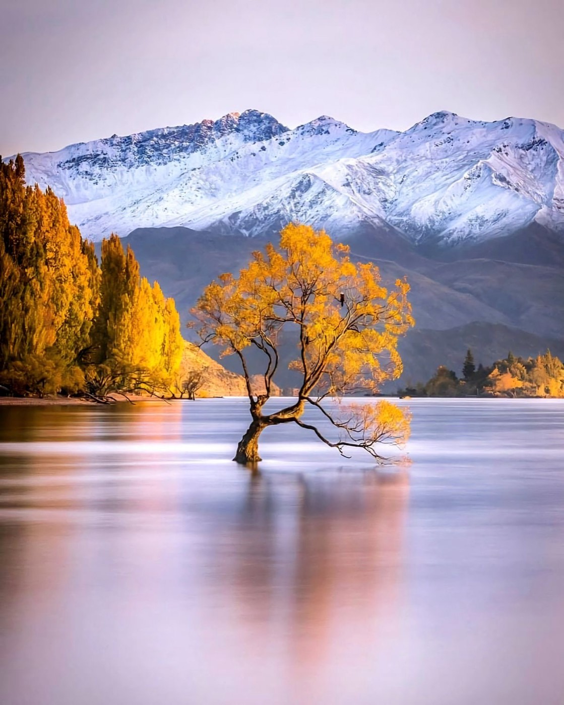The Wanaka Tree, New Zealand